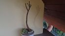 Mestoklema arboriforme