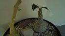 Dorstenia foetida