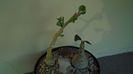 Dorstenia foetida & Dorstenia hildebrandtii