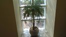 Araucaria cunninghamii v. glauca
