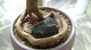 Araucaria cunninghamii v. glauca