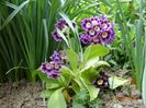 primula pubescens