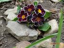 primula acaulis