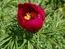 paeonia tenuifolia