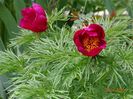 paeonia tenuifolia