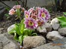 primula pubescens
