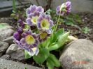 primula pubescens