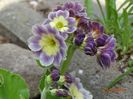 primula pubescens