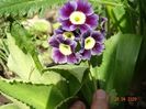 primula pubescens