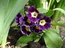 primula pubescens