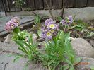 primula pubescens