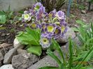 primula pubescens