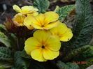 primula elatior Gold Nugget