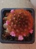 Mammillaria carmenae