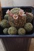 Mammillaria giselae