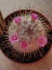 Mammillaria bombycina 1