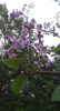paulownia