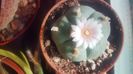 Lophophora williamsii