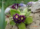 primula pubescens