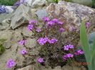 phlox subulata Zwergenteppich