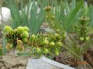 picea abies Pusch