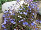 veronica Georgia Blue