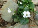 viola sororia Alba