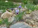 iris pumila Earth and Sky