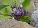 primula pubescens