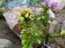 picea abies Pusch