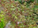 acer palmatum
