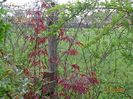 acer palmatum Atropurpureum