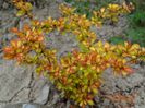 berberis Diabolicum