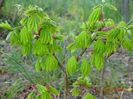 acer shirasawanum Aureum