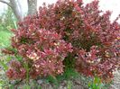 berberis Admiration