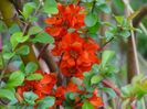 chaenomeles Fire dance