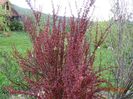 berberis Orange Rocket