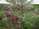 malus Cheal's Weeping