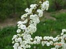spiraea prunifolia Plena