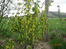 ribes aureum