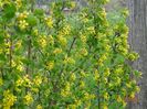 ribes aureum
