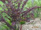 berberis Golden Ring