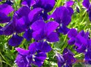 viola calcarata