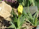 iris pumila