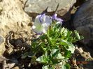 viola Rebecca