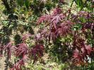 acer palm. Atropurpureum