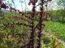 berberis Carmen