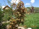acer palm. Asahu Zuru