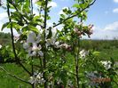 malus Red Sentinel