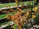 physocarpus Amber Jubilee